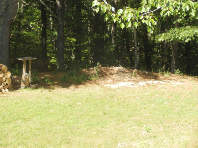 cleanup backyard 1