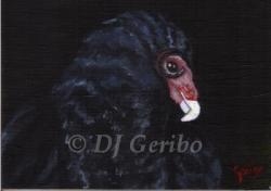 Regal Turkey Vulture