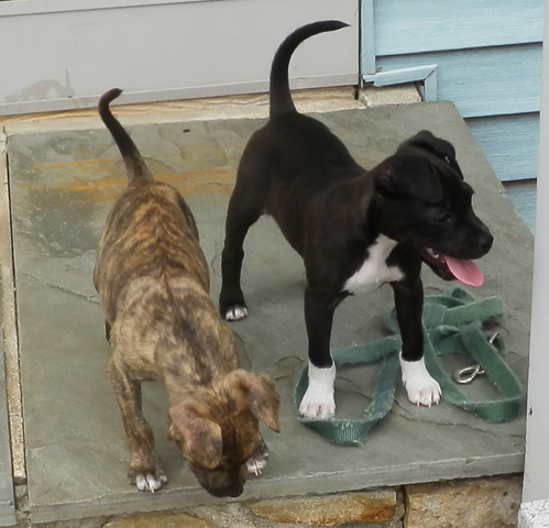 the new girls